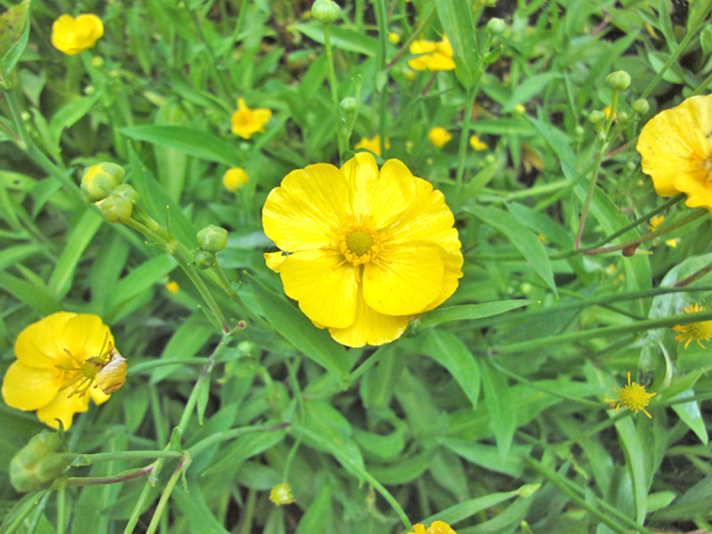 Hahnenfuss - Ranunculus flammula
